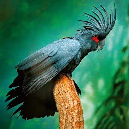 NOTIQUE Poznámkový kalendář Ohrožené druhy 2026, 30 x 30 cm