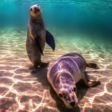 NOTIQUE Poznámkový kalendář Ohrožené druhy 2026, 30 x 30 cm