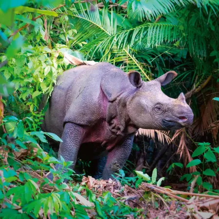 NOTIQUE Poznámkový kalendář Ohrožené druhy 2026, 30 x 30 cm