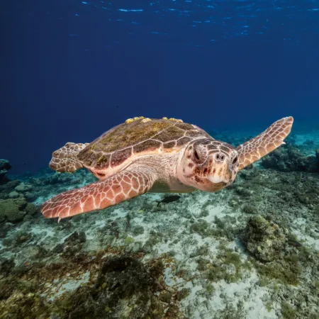 NOTIQUE Poznámkový kalendář Ohrožené druhy 2026, 30 x 30 cm