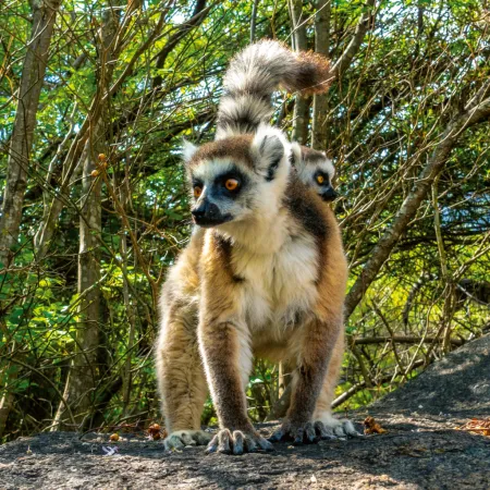 NOTIQUE Poznámkový kalendář Ohrožené druhy 2026, 30 x 30 cm