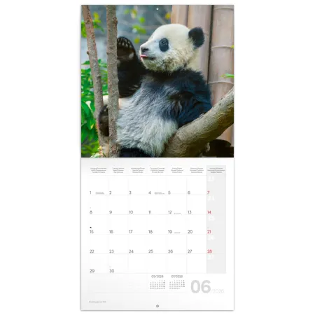 NOTIQUE Poznámkový kalendář Pandy 2026, 30 x 30 cm