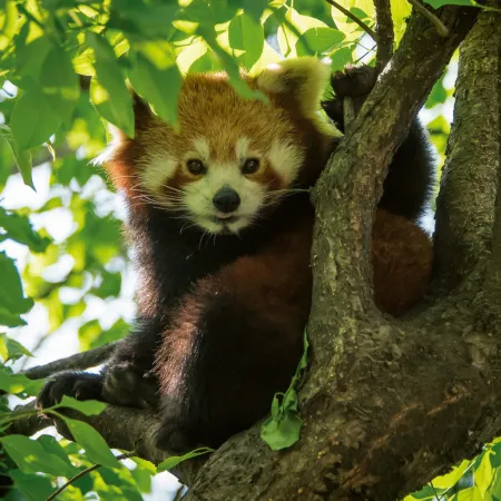 NOTIQUE Poznámkový kalendář Pandy 2026, 30 x 30 cm