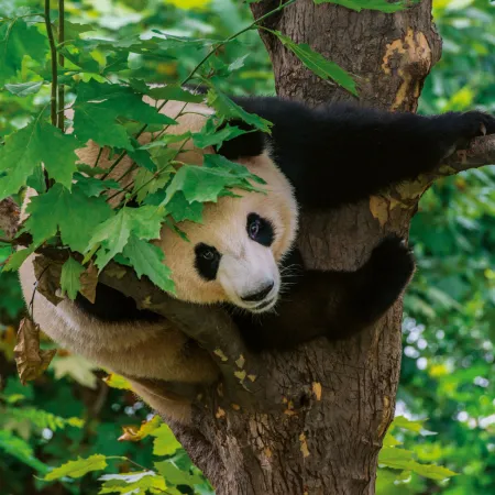 NOTIQUE Poznámkový kalendář Pandy 2026, 30 x 30 cm