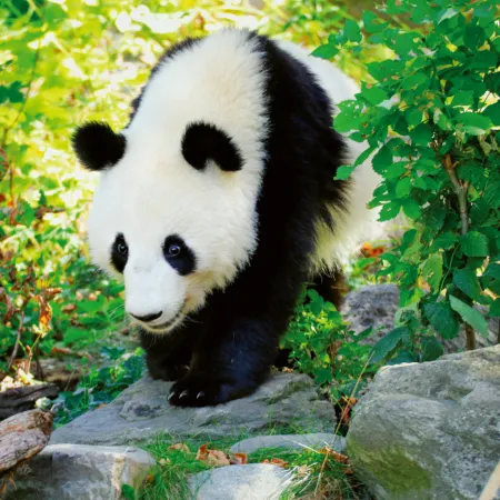 NOTIQUE Poznámkový kalendář Pandy 2026, 30 x 30 cm