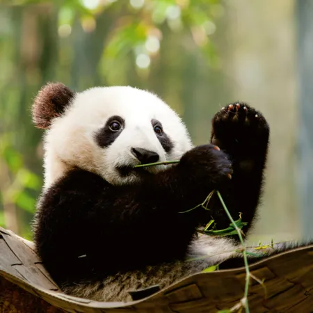 NOTIQUE Poznámkový kalendář Pandy 2026, 30 x 30 cm