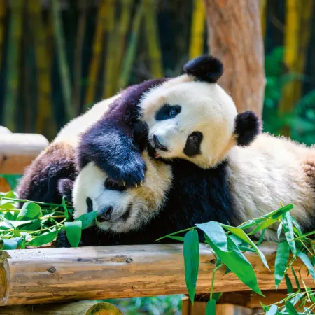 NOTIQUE Poznámkový kalendář Pandy 2026, 30 x 30 cm