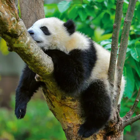 NOTIQUE Poznámkový kalendář Pandy 2026, 30 x 30 cm