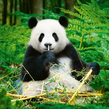 NOTIQUE Poznámkový kalendář Pandy 2026, 30 x 30 cm