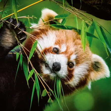 NOTIQUE Poznámkový kalendář Pandy 2026, 30 x 30 cm