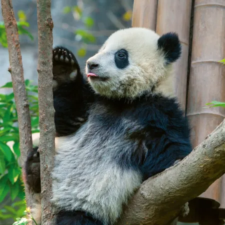 NOTIQUE Poznámkový kalendář Pandy 2026, 30 x 30 cm