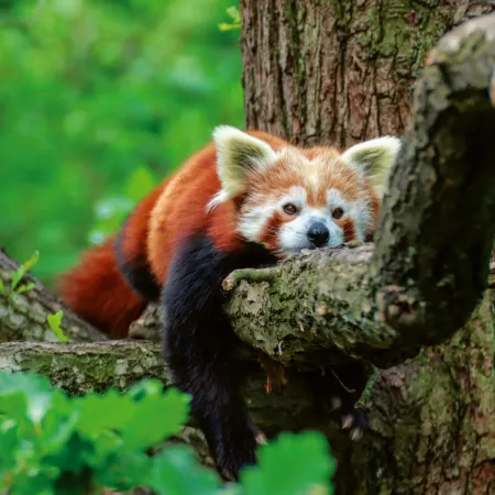 NOTIQUE Poznámkový kalendář Pandy 2026, 30 x 30 cm