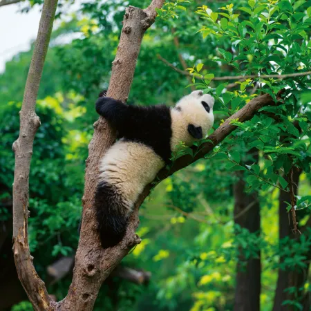 NOTIQUE Poznámkový kalendář Pandy 2026, 30 x 30 cm