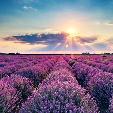 NOTIQUE Poznámkový kalendář Provence 2026, 30 x 30 cm