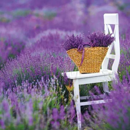 NOTIQUE Poznámkový kalendář Provence 2026, 30 x 30 cm