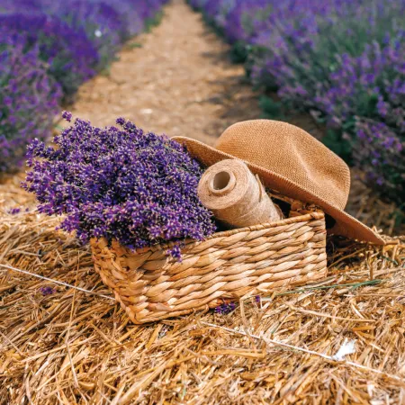 NOTIQUE Poznámkový kalendář Provence 2026, 30 x 30 cm