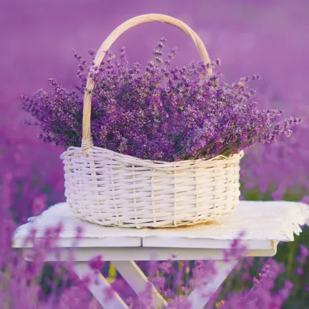 NOTIQUE Poznámkový kalendář Provence 2026, 30 x 30 cm