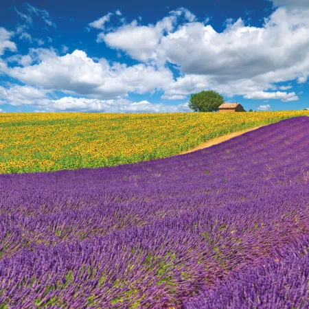 NOTIQUE Poznámkový kalendář Provence 2026, 30 x 30 cm