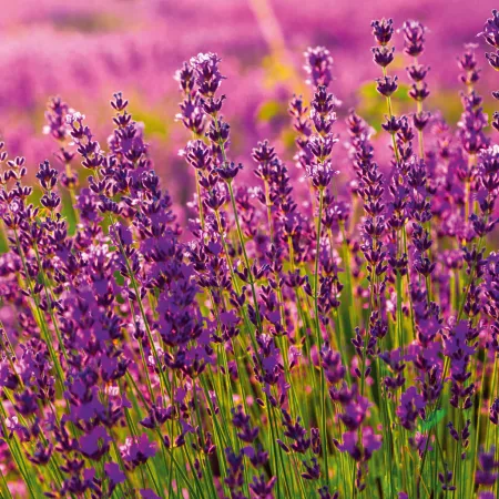 NOTIQUE Poznámkový kalendář Provence 2026, 30 x 30 cm