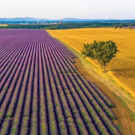 NOTIQUE Poznámkový kalendář Provence 2026, 30 x 30 cm