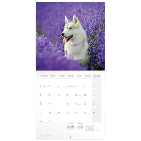 NOTIQUE Poznámkový kalendář Psi 2026, 30 x 30 cm
