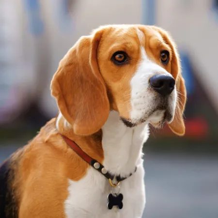 NOTIQUE Poznámkový kalendář Psi 2026, 30 x 30 cm