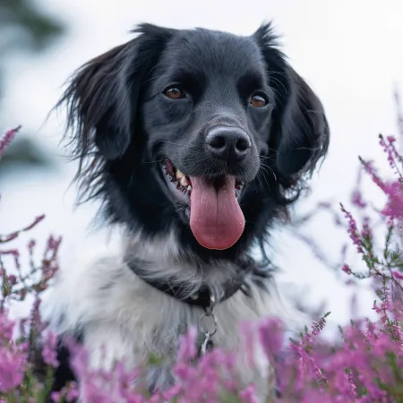 NOTIQUE Poznámkový kalendář Psi 2026, 30 x 30 cm