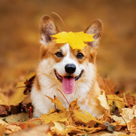 NOTIQUE Poznámkový kalendář Psi 2026, 30 x 30 cm