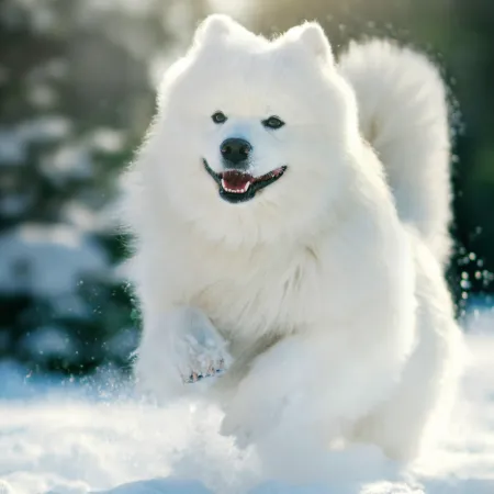 NOTIQUE Poznámkový kalendář Psi 2026, 30 x 30 cm