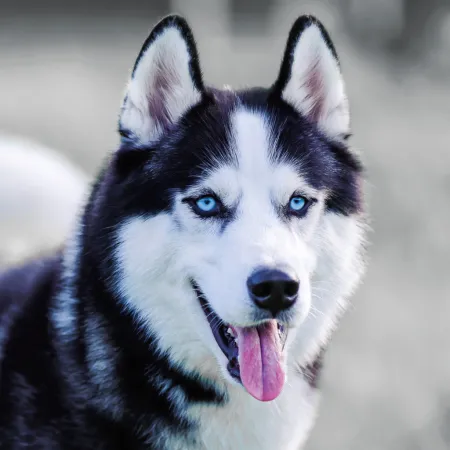 NOTIQUE Poznámkový kalendář Psi 2026, 30 x 30 cm