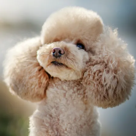 NOTIQUE Poznámkový kalendář Psi 2026, 30 x 30 cm