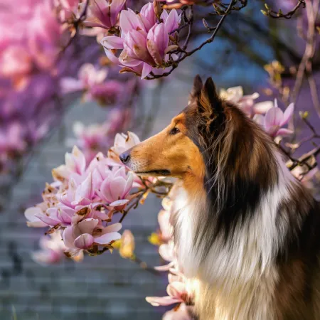 NOTIQUE Poznámkový kalendář Psi 2026, 30 x 30 cm