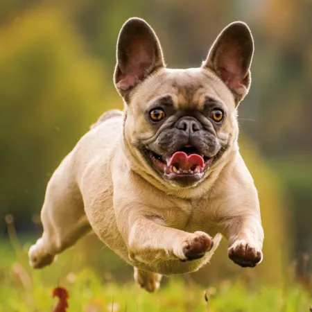 NOTIQUE Poznámkový kalendář Psi 2026, 30 x 30 cm