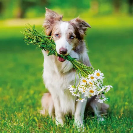 NOTIQUE Poznámkový kalendář Psi 2026, 30 x 30 cm