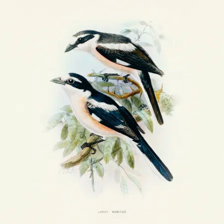 NOTIQUE Poznámkový kalendář Ptáčci 2026, 30 x 30 cm