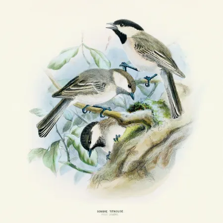 NOTIQUE Poznámkový kalendář Ptáčci 2026, 30 x 30 cm