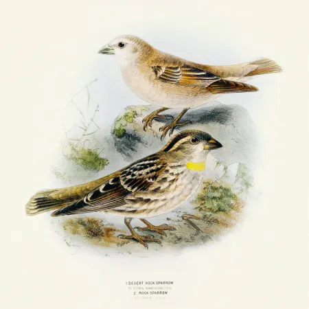 NOTIQUE Poznámkový kalendář Ptáčci 2026, 30 x 30 cm