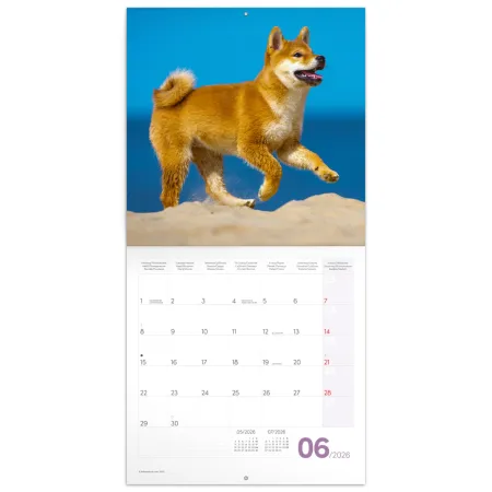 NOTIQUE Poznámkový kalendář Štěňata 2026, 30 x 30 cm