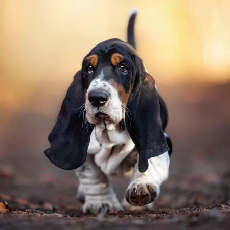 NOTIQUE Poznámkový kalendář Štěňata 2026, 30 x 30 cm