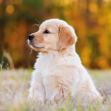 NOTIQUE Poznámkový kalendář Štěňata 2026, 30 x 30 cm