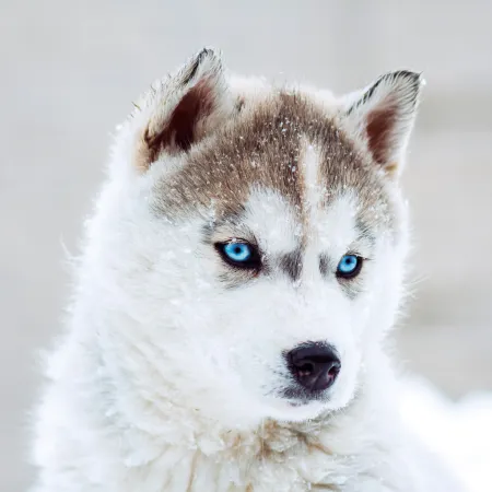 NOTIQUE Poznámkový kalendář Štěňata 2026, 30 x 30 cm