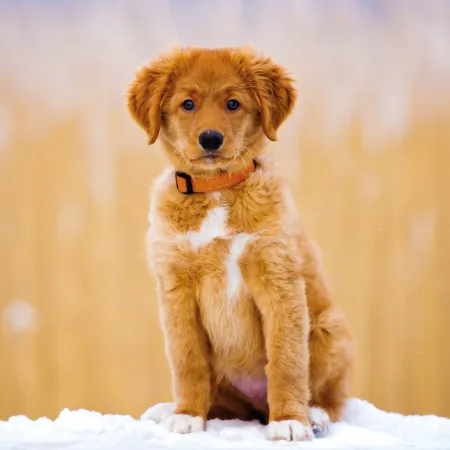 NOTIQUE Poznámkový kalendář Štěňata 2026, 30 x 30 cm