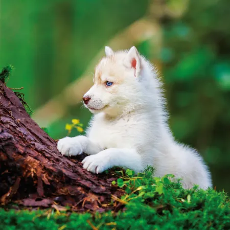 NOTIQUE Poznámkový kalendář Štěňata 2026, 30 x 30 cm