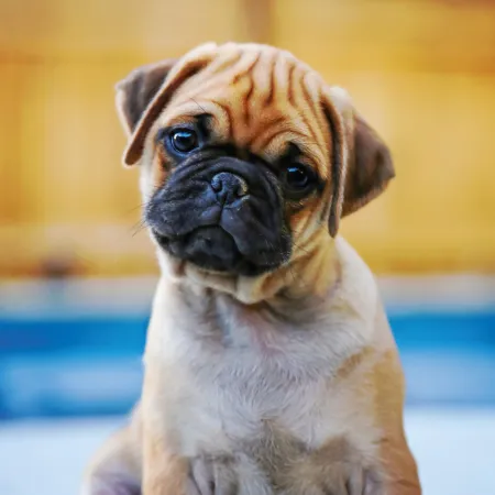 NOTIQUE Poznámkový kalendář Štěňata 2026, 30 x 30 cm