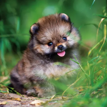 NOTIQUE Poznámkový kalendář Štěňata 2026, 30 x 30 cm