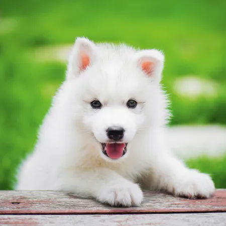 NOTIQUE Poznámkový kalendář Štěňata 2026, 30 x 30 cm