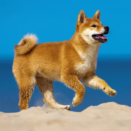 NOTIQUE Poznámkový kalendář Štěňata 2026, 30 x 30 cm