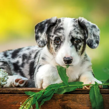 NOTIQUE Poznámkový kalendář Štěňata 2026, 30 x 30 cm