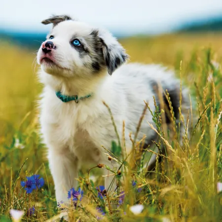 NOTIQUE Poznámkový kalendář Štěňata 2026, 30 x 30 cm