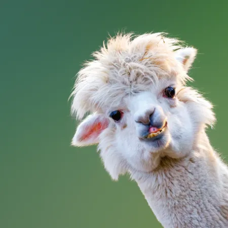 NOTIQUE Poznámkový kalendář Úsměv, prosím 2026, 30 x 30 cm